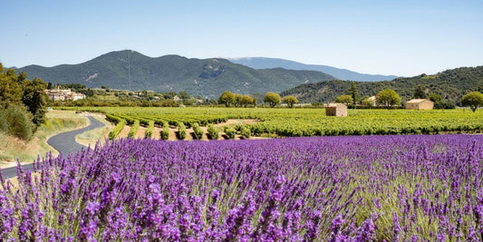 blühende Lavendelfelder in der Provence, Botanik Atelier.