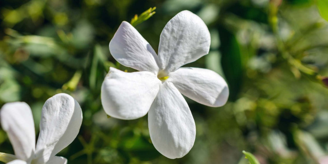 Jasminblüte aus den Jasmin Balsam von Botanik Atelier