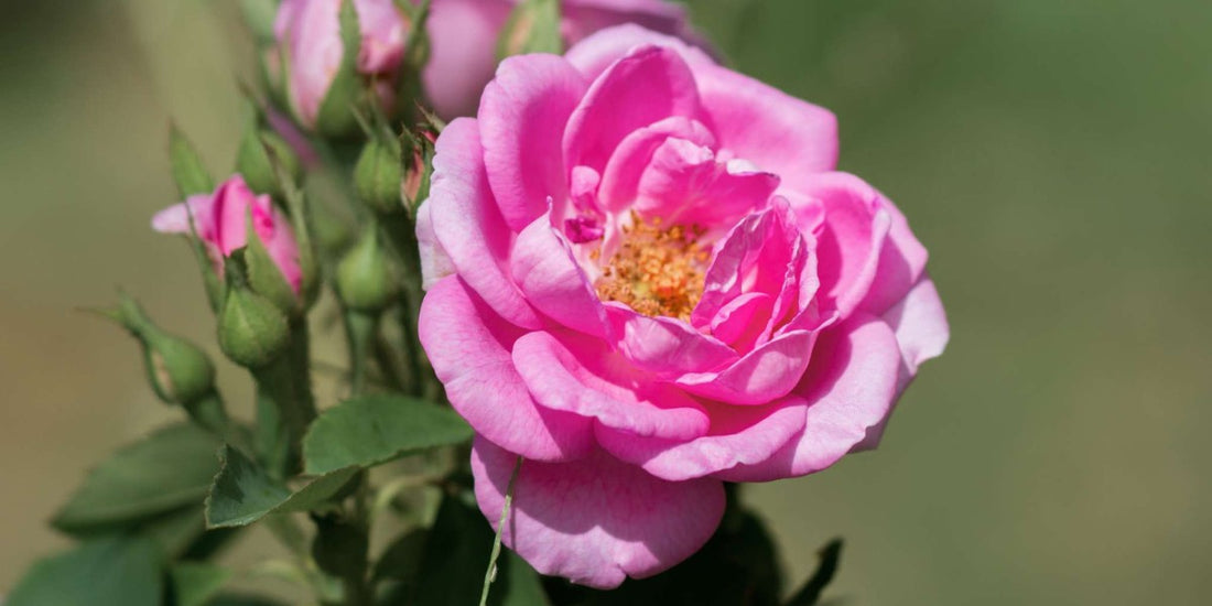 Damascena Rose aus dem Blüten Tonikum von Botanik Atelier