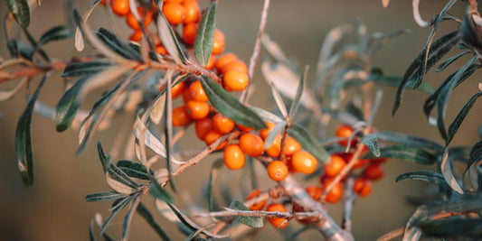 Sanddornbeeren aus dem Gesichtsöl von Botanik Atelier