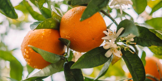 Orangen und Orangenblüten aus dem Gesichtsöl von Botanik Atelier