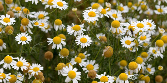 Kamillenblüte aus dem Blüten Tonikum von Botanik Atelier