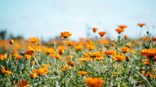 Blühendes Feld von Ringelblumen, Botanik Atelier. 