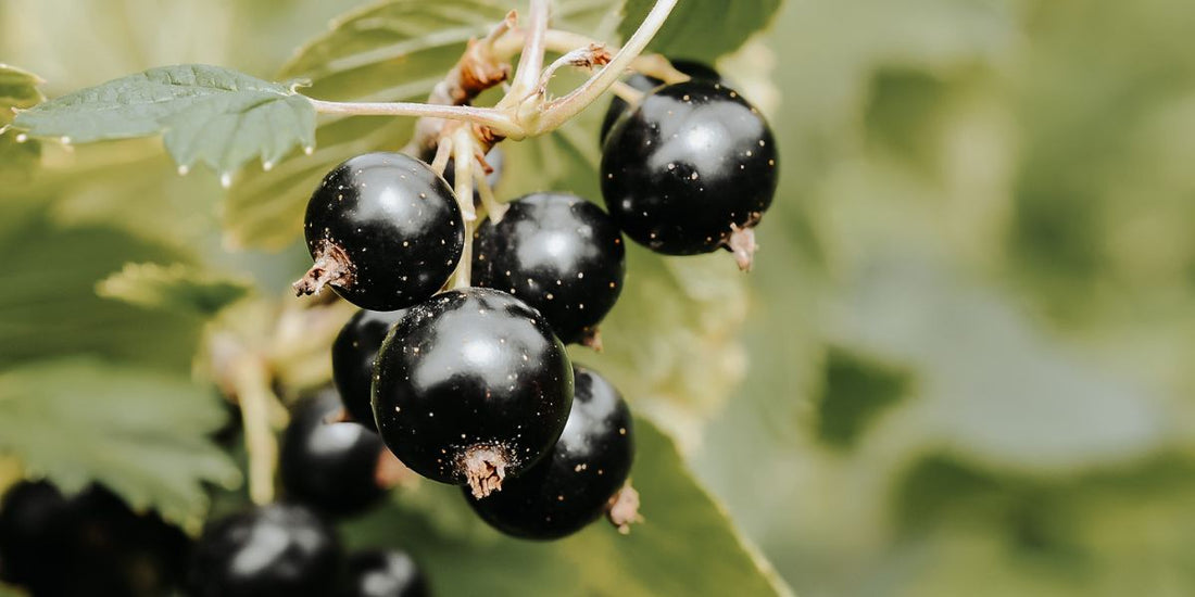 Schwarze Johannisbeeren mit kleinen Pünktchen als bildliches Symbol, um zu erklären, wie Akne entsteht.