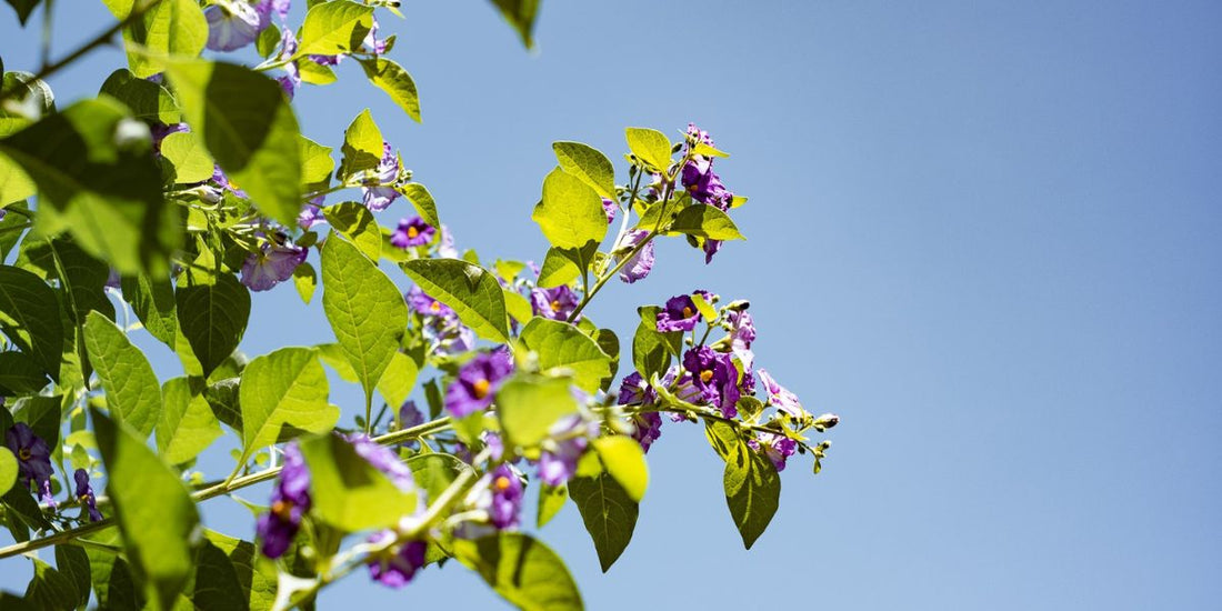 Lila Blüten von Botanik Atelier