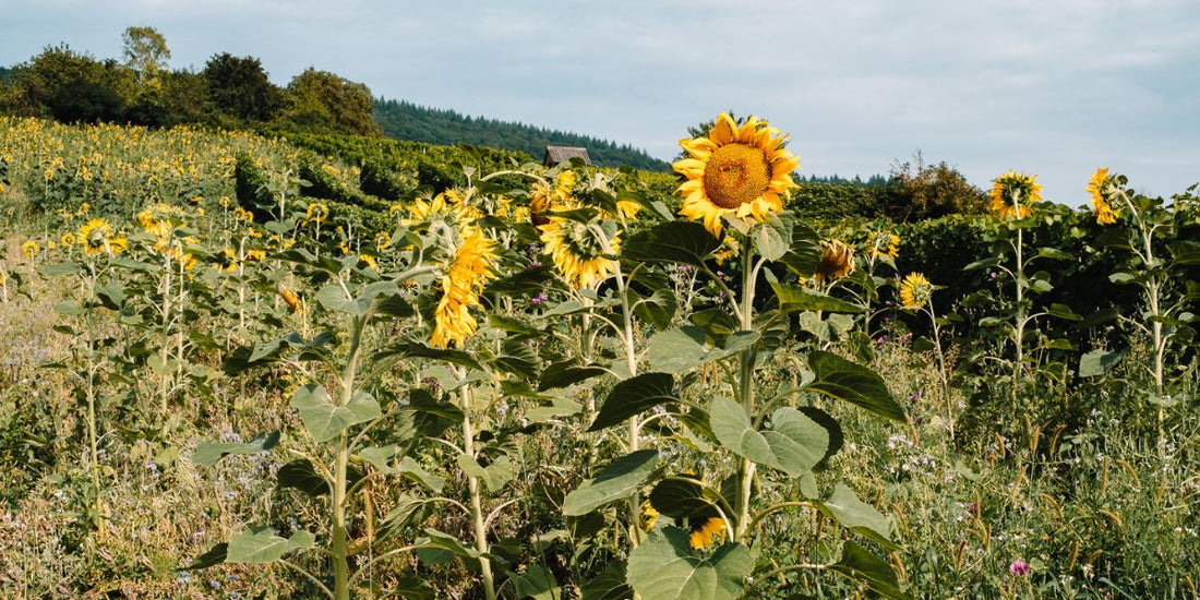 Sonnenblume aus dem Reinigungsöl von Botanik Atelier