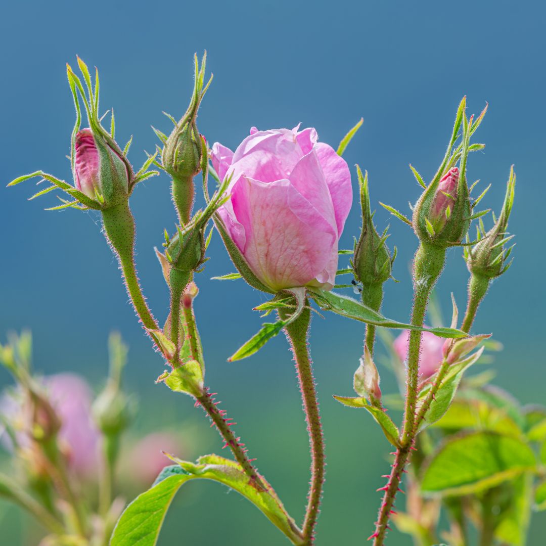 Bio Rosenhydrolat | beruhigend für sensible Haut