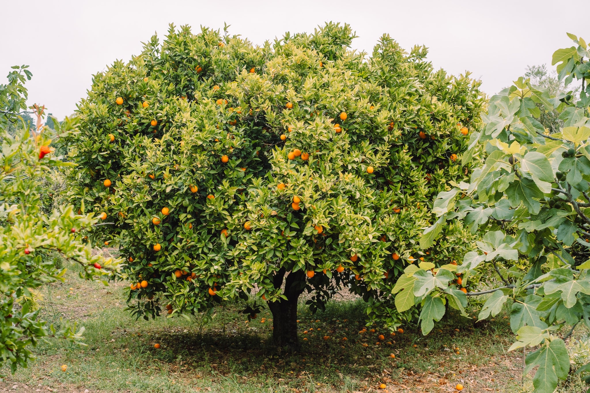 Orangenbaum mit Früchten, copyright Botanik Atelier