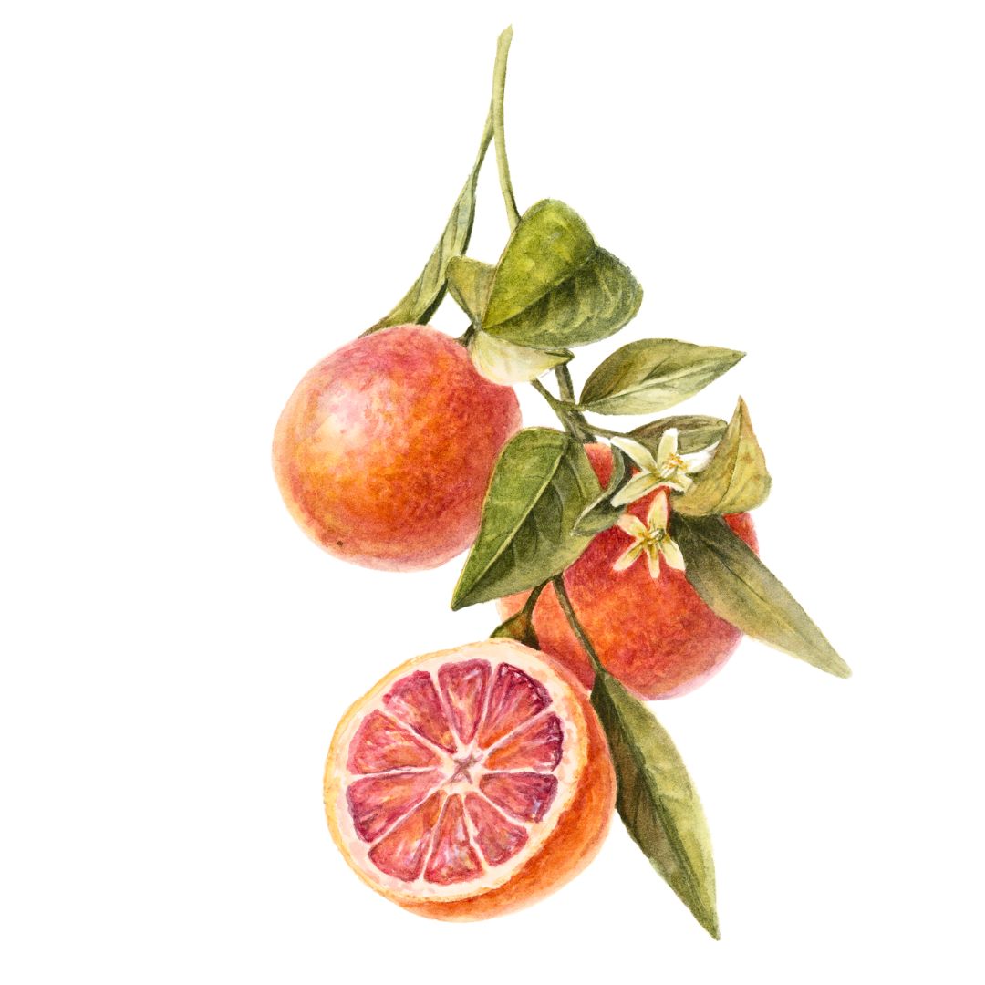 gezeichnete Citrus Sinensis von Botanik Atelier